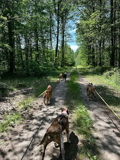 Piesomania - szkolenia i hotel dla psów